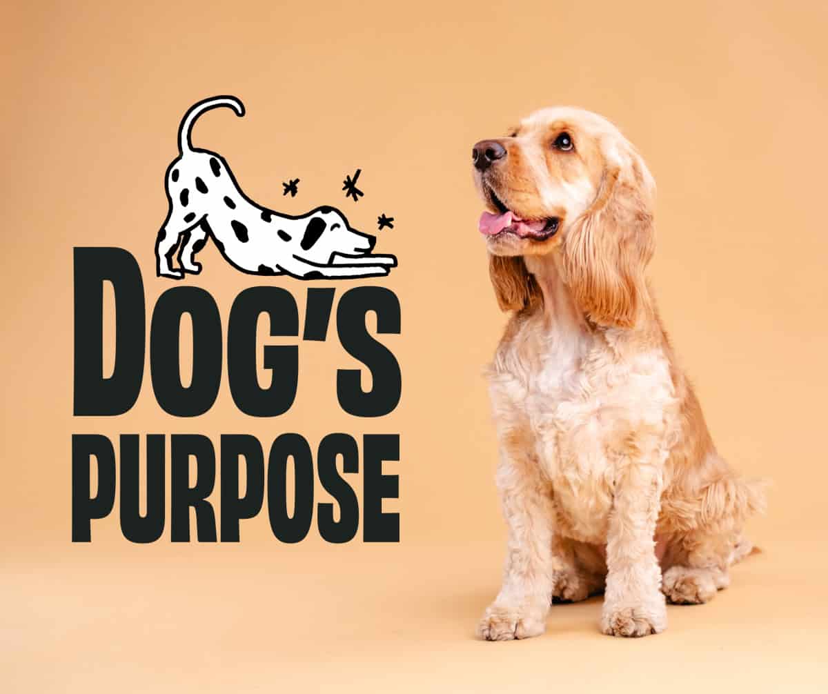 Dog trainer branding Dog trainer branding