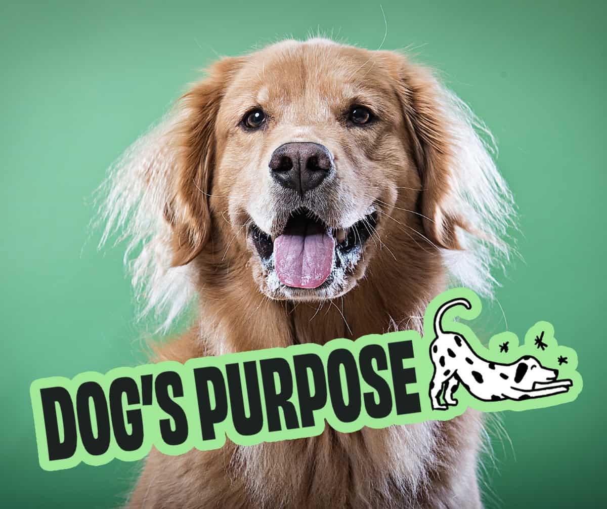 Logo for dog trainer Logo for dog trainer